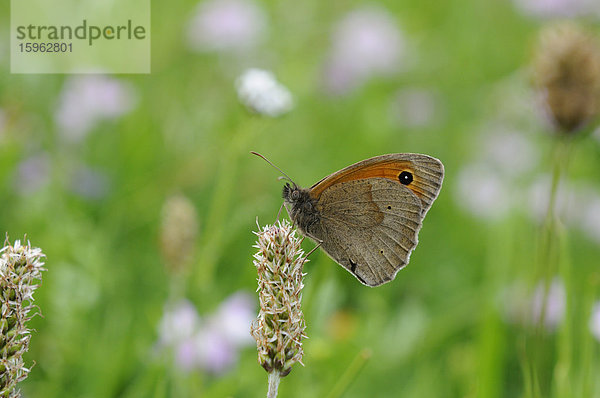 Großes Ochsenauge (Maniola jurtina) auf einer Blüte