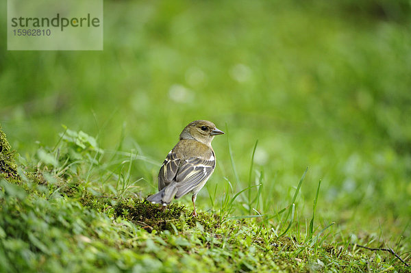 Buchfink (Fringilla coelebs) steht im Gras