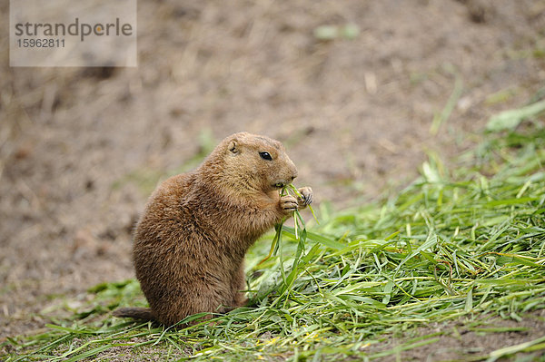 Schwarzschwanz-Präriehund (Cynomys ludovicianus) frisst Gras