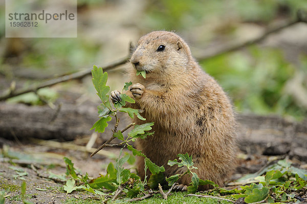 Schwarzschwanz-Präriehund (Cynomys ludovicianus) beim Fressen von Blättern