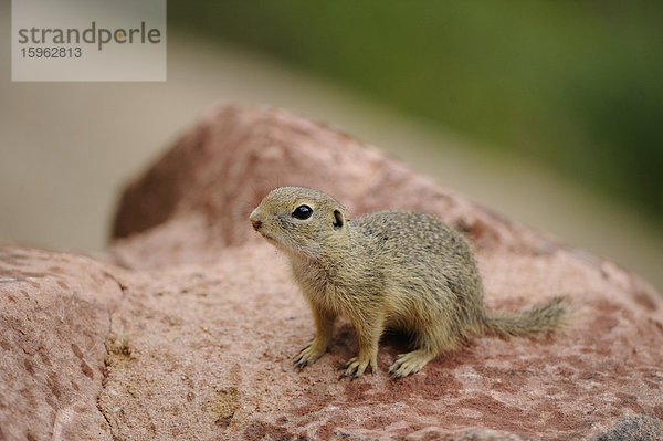 Junger Europäischer Ziesel (Spermophilus citellus)