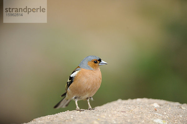 Buchfink (Fringilla coelebs)