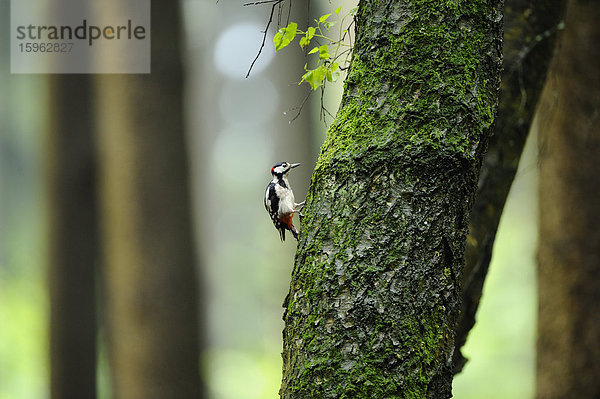 Buntspecht (Dendrocopos major) an einem Baumstamm