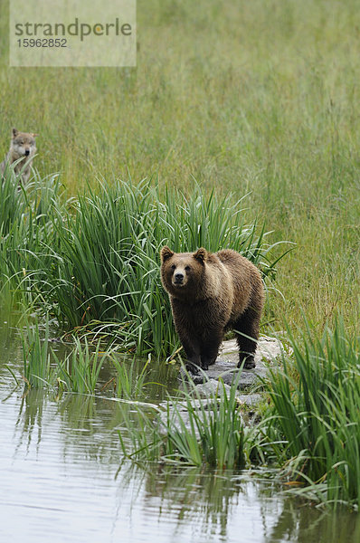 Europäischer Braunbär  Ursus arctos arctos  und Wolf  Canis lupus  Bayerischer Wald  Bayern  Deutschland  Europa