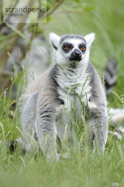 Katta  Lemur catta  im Zoo  Augsburg  Bayern  Deutschland  Europa
