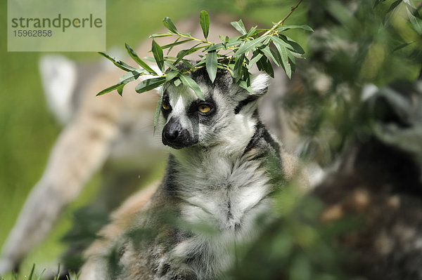 Katta  Lemur catta  im Zoo  Augsburg  Bayern  Deutschland  Europa