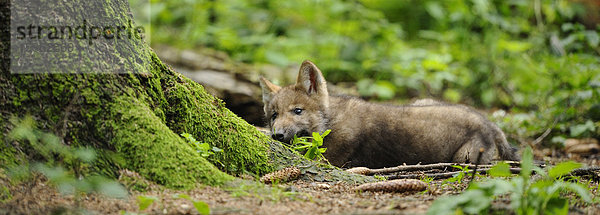 Europäischer Grauwolf  Canis lupus lupus  Bayern  Deutschland  Europa