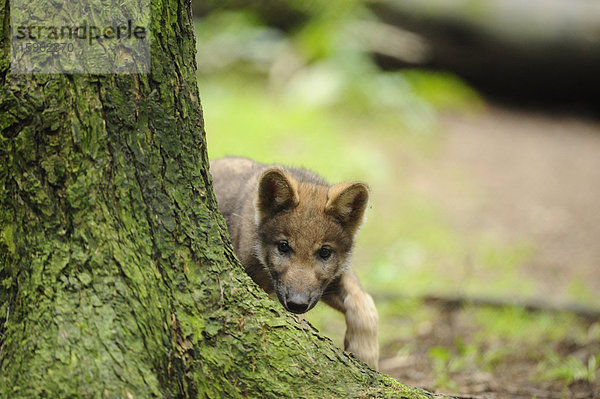 Europäischer Grauwolf  Canis lupus lupus  Bayern  Deutschland  Europa