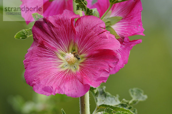 Rosen-Malve  Malva alcea