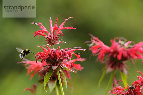 Dunkle Erdhummel  Bombus terrestris  und Goldmelisse  Monarda didyma