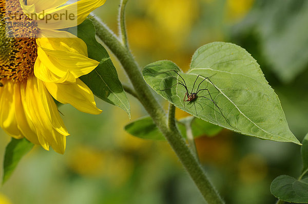 Spinne auf Sonnenblume  Helianthus annuus