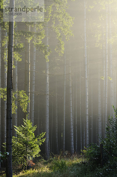 Wald im Morgenlicht