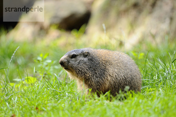 Junges Alpenmurmeltier (Marmota marmota) im Gras