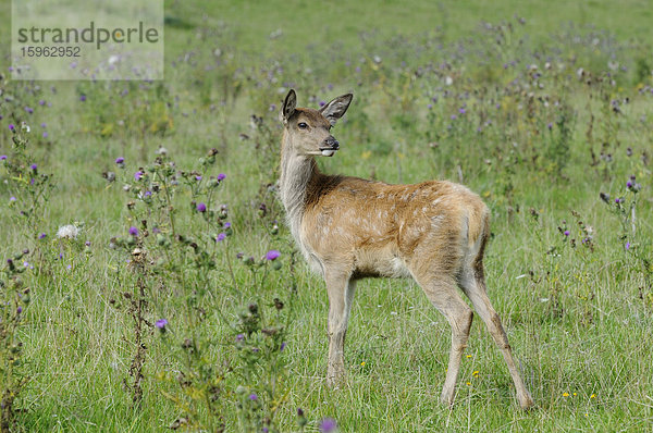 Rothirsch (Cervus elaphus) steht auf einem Feld  Bayern  Deutschland