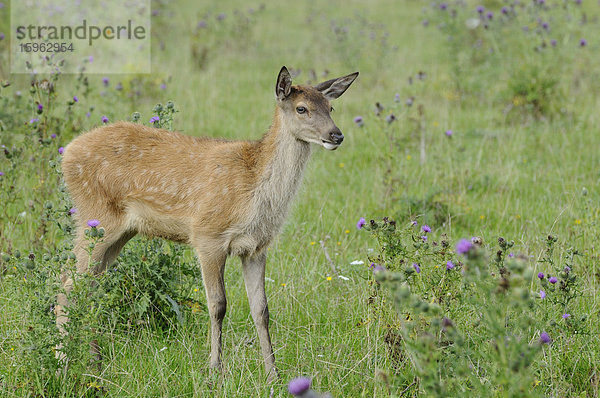 Rothirsch (Cervus elaphus) steht auf einem Feld  Bayern  Deutschland