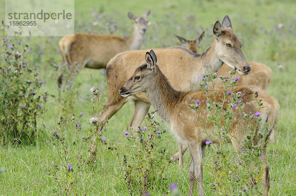 Rothirsche (Cervus elaphus) stehen auf einem Feld  Bayern  Deutschland