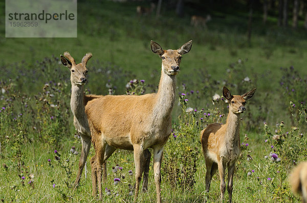 Rothirsche (Cervus elaphus) stehen auf einem Feld  Bayern  Deutschland