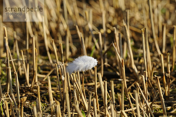 Vogelfeder auf einem Stoppelfeld