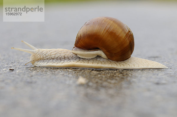 Weinbergschnecke (Helix pomatia) kriecht auf einer Straße