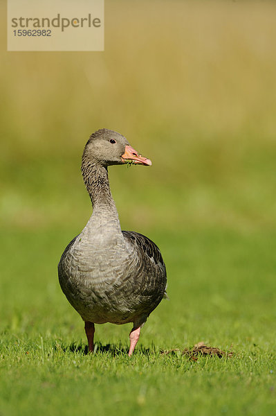 Graugans (Anser anser) steht auf einer Wiese  Bayern  Deutschland