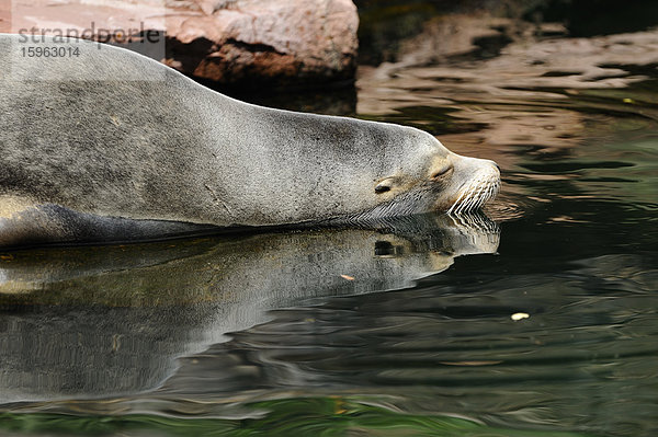 Kalifornischer Seelöwe (Zalophus californianus) am Wasser