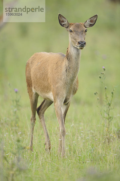 Rothirsch (Cervus elaphus) steht auf einem Feld  Bayern  Deutschland