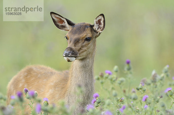 Rothirsch (Cervus elaphus) auf einem Feld  Bayern  Deutschland