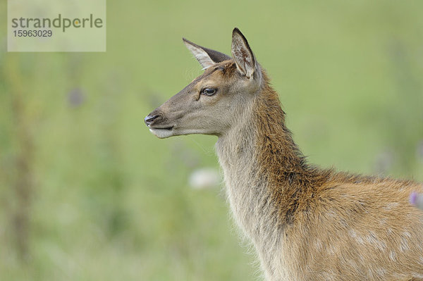 Rothirsch (Cervus elaphus) auf einem Feld  Bayern  Deutschland