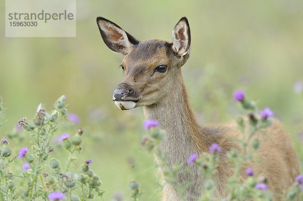 Rothirsch (Cervus elaphus) auf einem Feld  Bayern  Deutschland