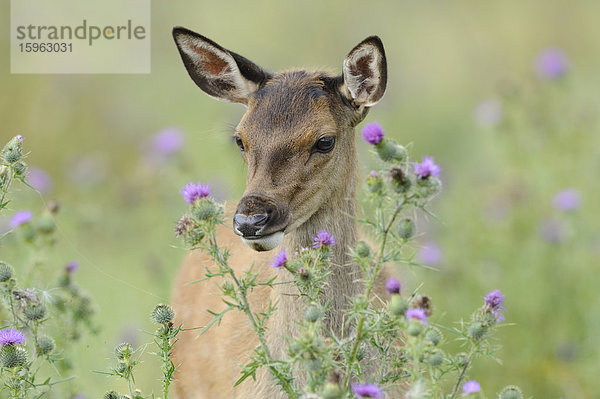 Rothirsch (Cervus elaphus) auf einem Feld  Bayern  Deutschland