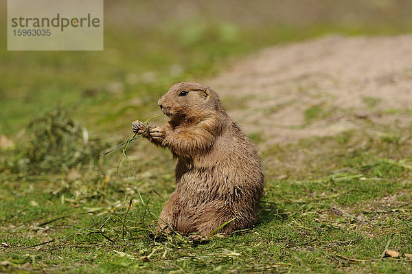 Schwarzschwanz-Präriehund (Cynomys ludovicianus) im Gras