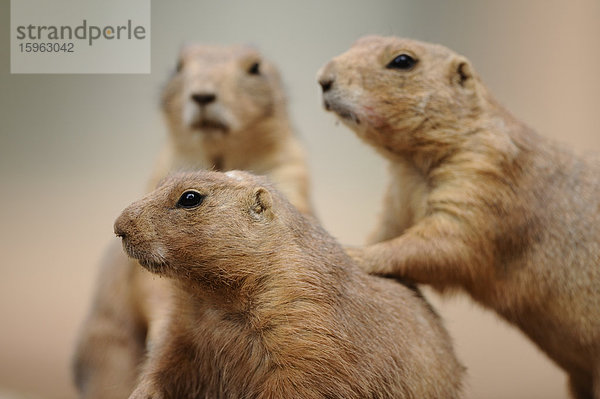 Drei Schwarzschwanz-Präriehunde (Cynomys ludovicianus)