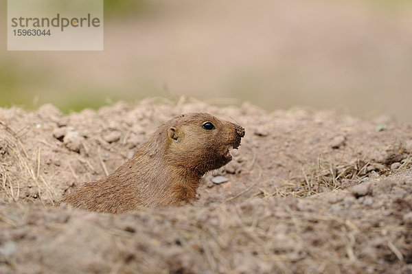 Schwarzschwanz-Präriehund (Cynomys ludovicianus)