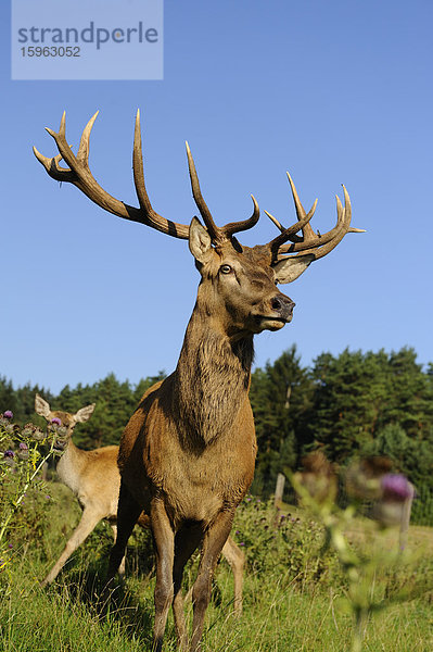 Männlicher Rothirsch (Cervus elaphus) steht auf einem Feld  Bayern  Deutschland