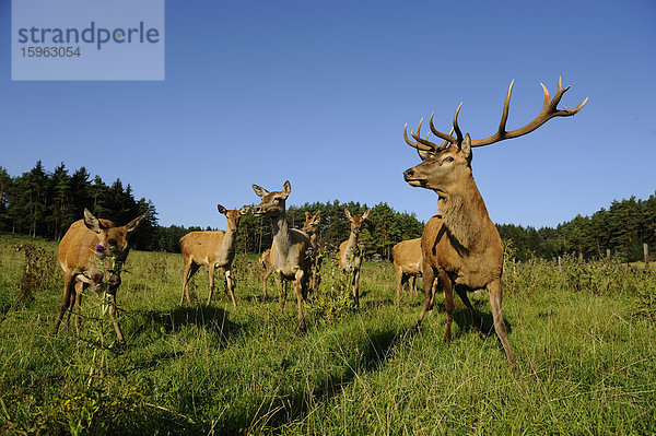 Männlicher Rothirsch (Cervus elaphus) mit Herde auf einem Feld  Bayern  Deutschland