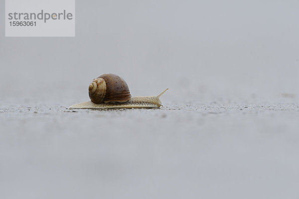 Weinbergschnecke (Helix pomatia) kriecht auf einer Straße