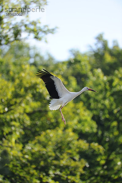 Weißstorch (Ciconia ciconia) im Flug