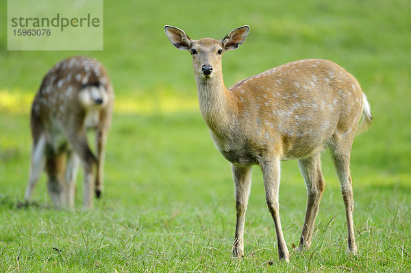 Sikahirsch (Cervus nippon) steht auf einer Wiese