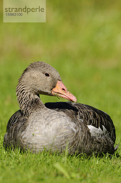 Graugans (Anser anser) auf einer Wiese  Bayern  Deutschland