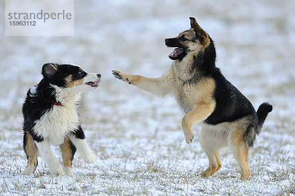Australian Shepherd und Deutscher Schäferhund spielen auf einer Wiese im Schnee