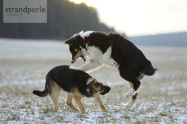 Australian Shepherd und Deutscher Schäferhund spielen auf einer Wiese im Schnee