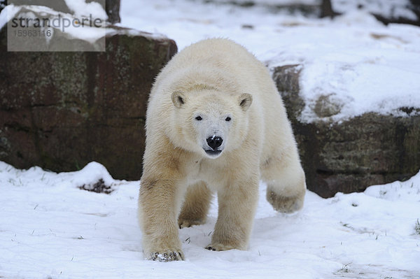 Eisbär (Ursus maritimus) geht im Schnee