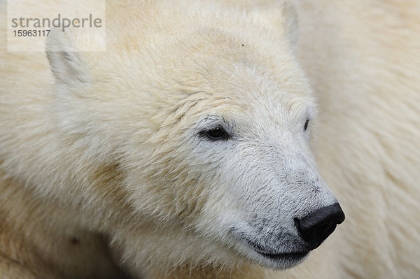 Eisbär (Ursus maritimus)  Portrait