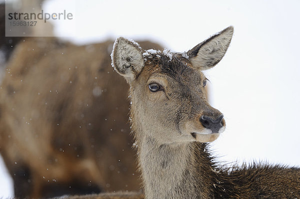 Rothirsch (Cervus elaphus)  Portrait