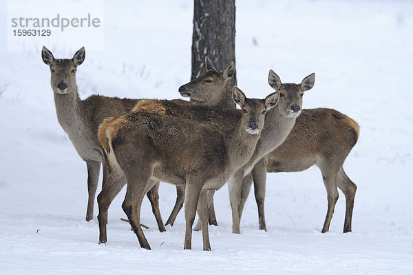 Gruppe Rothirsche (Cervus elaphus) in snow