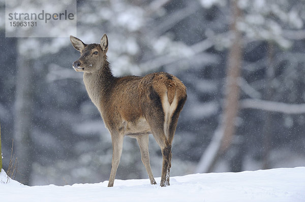 Rothirsch (Cervus elaphus) im Schnee