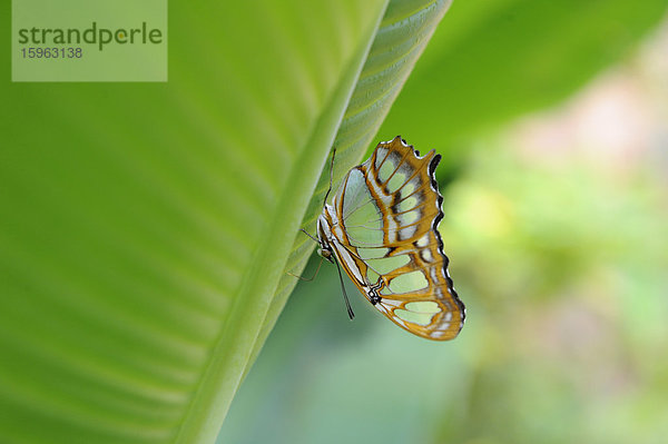 Bambuspage (Siproeta stelenes)