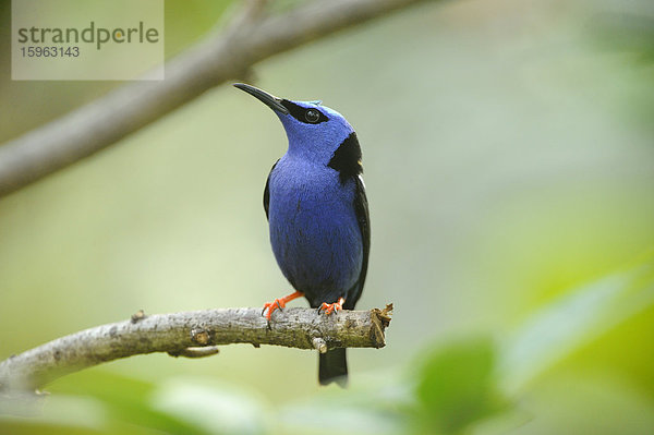 Männlicher Türkisnaschvogel (Cyanerpes cyaneus) hockt auf einem Ast