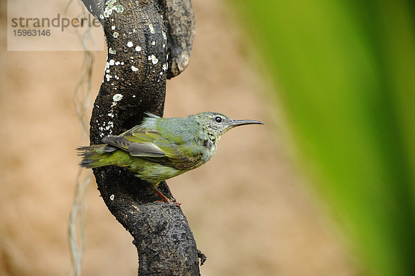 Weiblicher Türkisnaschvogel (Cyanerpes cyaneus) hockt auf einem Ast