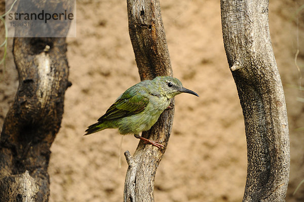 Weiblicher Türkisnaschvogel (Cyanerpes cyaneus) hockt auf einem Ast